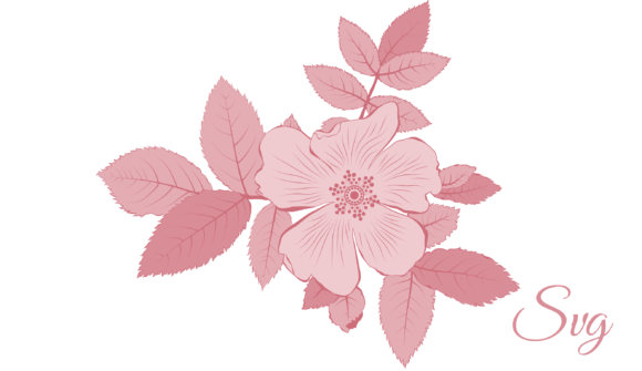 Rose Gold Rose Review